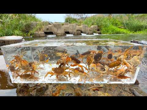 Видео: Мы поймали в сельской местности большое количество красивых раков.