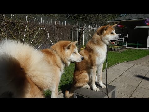Видео: Догтренинг 757. Открытый урок со стаей акита-ину. Сложности управления