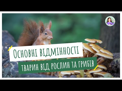 Видео: Основні відмінності тварин від рослин та грибів. Особливості живлення тварин