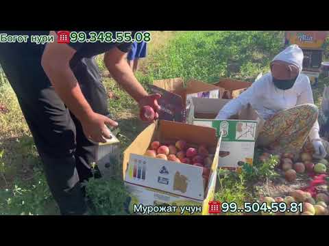 Видео: Боготда боғда хирмон усти 5 минг сўмдан