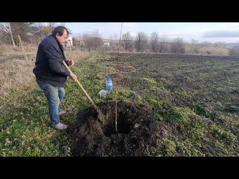 Видео: Засаждане на овощни дървоanting treesдц.д-р Димитър Дянковrazsadnik-dyankov.eu