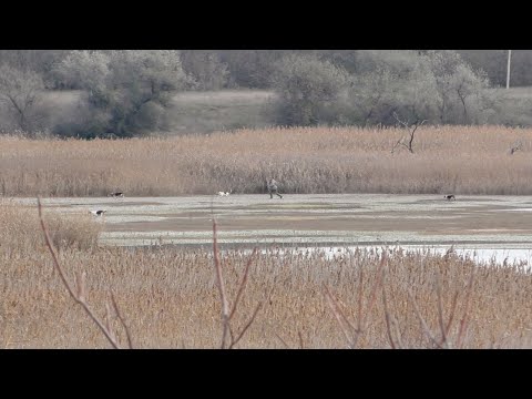 Видео: ОХОТА С ГОНЧИМИ. Взяли 6 ЛИС. Как они только работают!!!
