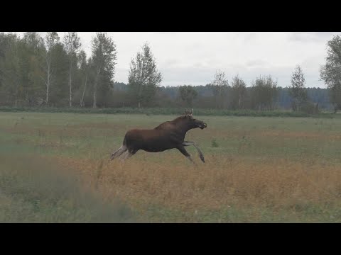 Видео: СУПЕР ОТКРЫТИЕ ЗАГОННОЙ ОХОТЫ 2024!!!ЛОСЬ ИДЕТ НА МЕНЯ!!!ЛОСИНЫЙ ЯЗЫК ТОМЛЕННЫЙ В МАСЛЕ!!!