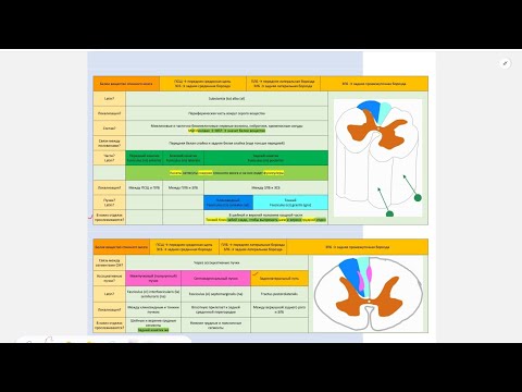 Видео: Спинной мозг