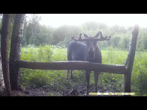 Видео: солонец