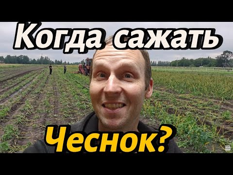 Видео: ✅✅✅Когда мы будем сажать чеснок? #чеснок #влог #конь #котики