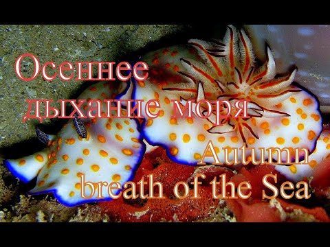 Видео: Осеннее дыхание моря/Autumn breath of the Sea