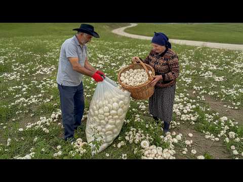 Видео: С горы на рынок: дикие грибы, ради которых стоит съездить