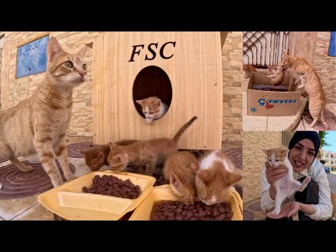 Видео: Мама-кошка и ее котята радостно встретили нас после того, как мы ей помогли.