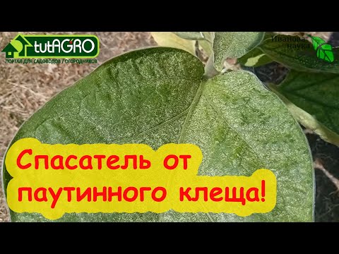 Видео: ЭТО РАСТЕНИЕ ДОЛЖЫ ВЫРАЩИВАТЬ ВСЕ! Мощное оружие для борьбы с паутинным клещом. Используйте его!
