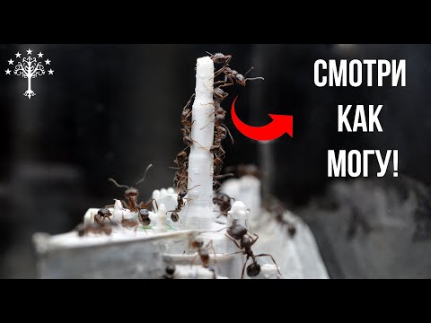 Видео: Messor structor: охота в волшебном формикарии