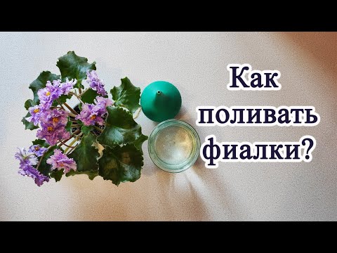 Видео: Полив фиалок. Лучшие методы для любителей