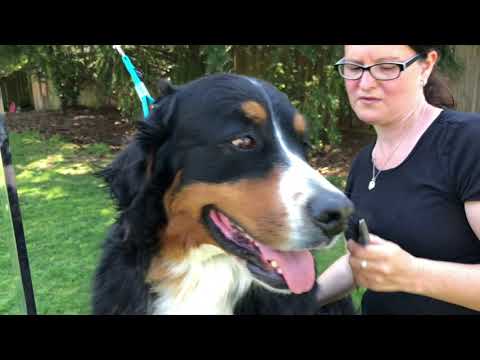 Видео: Видео по уходу за собакой: стрижка ушей бернского зенненхунда
