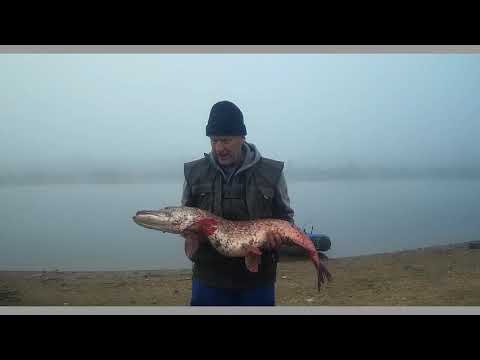 Видео: Огромная мамка, р. Волхов. Поимка трофейной щуки!