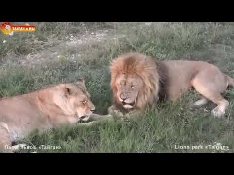 Видео: Лев Малыш. Прощальная песня