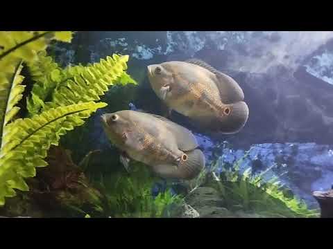 Видео: Обзор на аквариум 400 л. Кормление астронотусов золотой рыбкой.