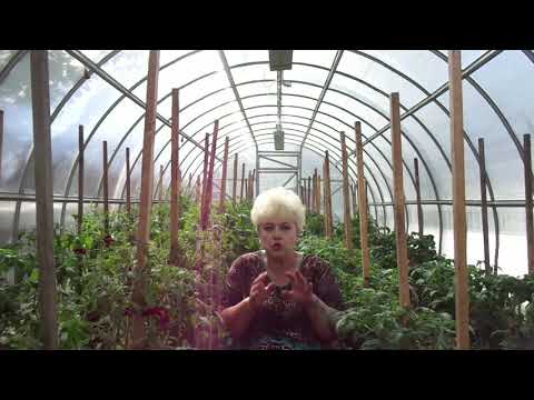 Видео: КАК ПОЛИВАТЬ ТОМАТЫ? Ольга Чернова.