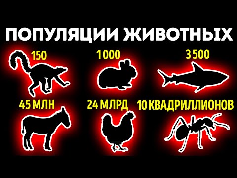 Видео: От самых маленьких до самых крупных популяций животных и их сравнение
