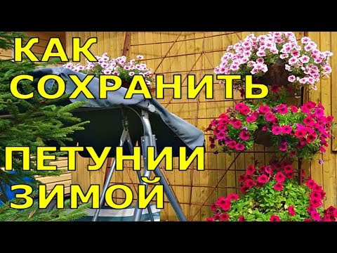 Видео: САМЫЕ КРАСИВЫЕ ПЕТУНИИ, КАК СОХРАНИТЬ ЗИМОЙ?