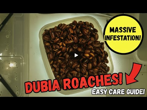 Видео: Руководство по уходу за тараканами Дубия 🪳 Как их содержать и кормить (советы для начинающих)