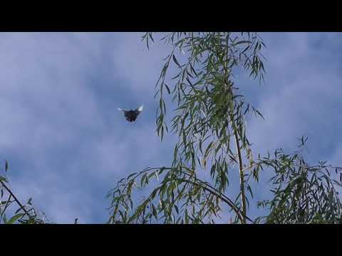 Видео: Не только Курский, но и Турман!