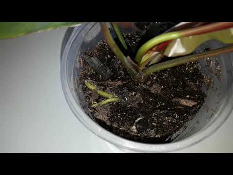 Видео: КОМНАТНЫЕ ЦВЕТЫ.УКОРЕНЕНИЕ ФИЛОДЕНДРОНОВ ЛЮБИМЫМ СПОСОБОМ.