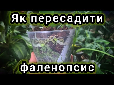 Видео: Пересадка ФАЛЕНОПСИСА. В яку кору посадити орхідею. ПРАВИЛЬНА вологоємна посадка.