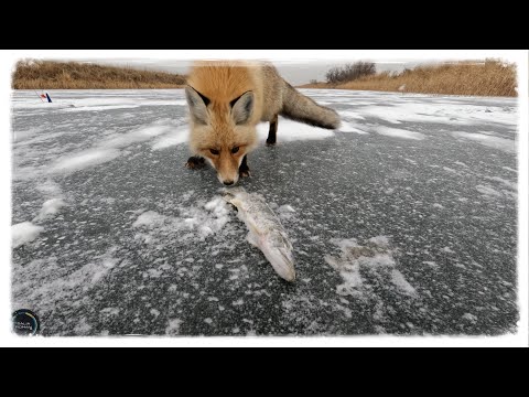 Видео: Рыбачили на щуку, но поймали ЛИСУ. Рыбалка Торгай 2024!