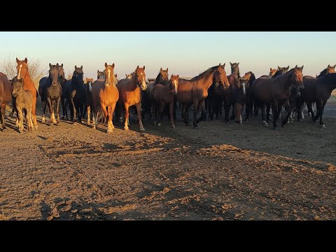 Видео: Опасный момент, могли затоптать.| Осеняя глистогонка.