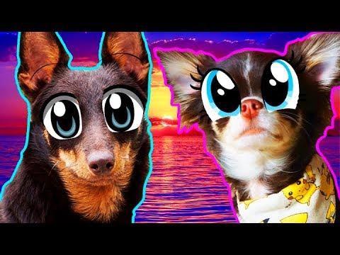 Видео: ЛЮБОВЬ или РАЗЛУКА?! Илай - Не вини меня feat Юми Чу - Счастье ВОЛШЕБНЫЕ ПИТОМЦЫ ПОЮТ