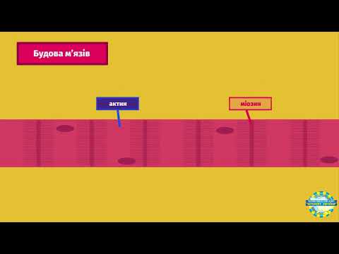 Видео: Будова та механізм скорочення м язів Медицина Біологія