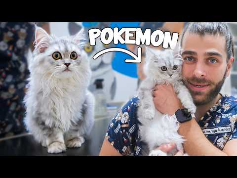 Видео: ЭТО ПОКЕМОН ИЛИ КОТЁНОК!? | Самый пушистый котёнок на свете!