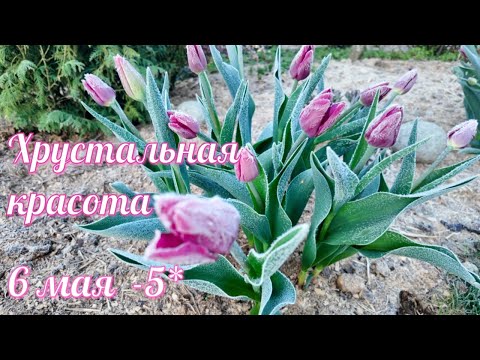 Видео: Хрустальная красота. Заморозки  6 мая -5*.