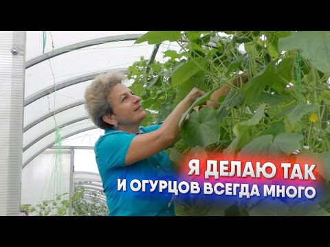 Видео: С биопрепаратами огурцы не болеют!