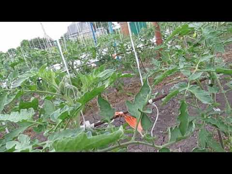 Видео: О формировке томатов 1