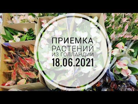 Видео: Цветы Вместе - Смотреть до конца🌷😍 Приемка растений из Голландии 18.06.2021 (Антуриум, Аглаонема).