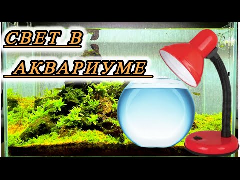 Видео: Сколько должен гореть свет в аквариуме? 