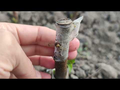 Видео: Прививка Яблони в Августе и развитие 1 год