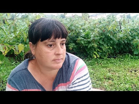 Видео: Дощ завадив збору малини...