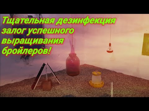 Видео: Выращивание бройлеров без потерь! Тщательная дезинфекция помещения!