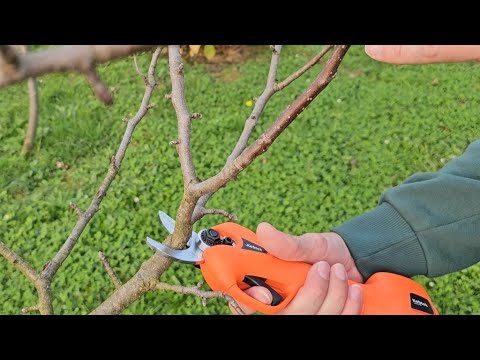 Видео: Когда и как обрезать яблоню, грушу, сливу и другие плодовые деревья