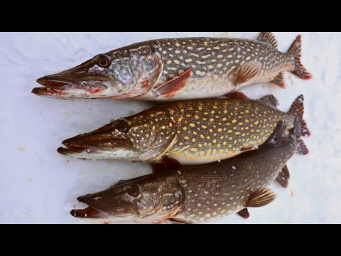 Видео: ЩУКИ озера ВУОКСА. ЛОВЛЮ ЩУКУ на ЖЕРЛИЦУ.РЫБАЛКА в ЛЕНИНГРАДСКОЙ ОБЛАСТИ. ЗИМНЯЯ РЫБАЛКА.