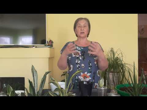 Видео: Сансевиерии счастья в дом.