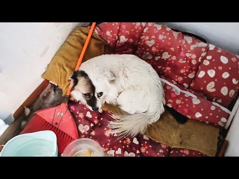 Видео: Эта собака восемь лет спала в подъезде! У неё есть хозяин... но нет дома.