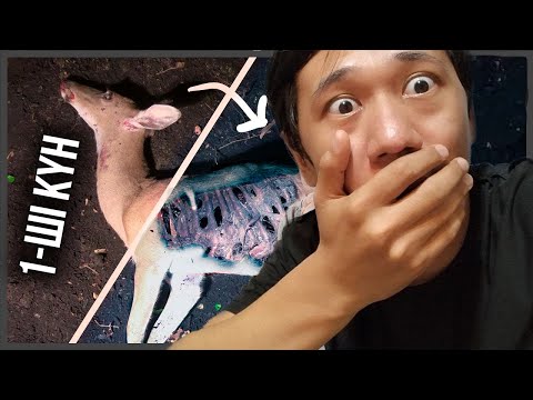 Видео: 5 КҮН ІШІНДЕ ӨЛІ БҰҒЫНЫҢ ДЕНЕСІМЕН НЕ БОЛАДЫ? Жануарлар жайлы сұмдық деректер