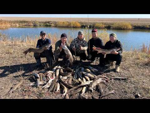Видео: Трофей! Жор! Торгай! Мечта каждого рыбака!​ ⁨@Rybakastany