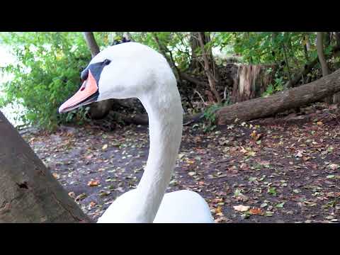 Видео: Неожиданная встреча с парой белых лебедей