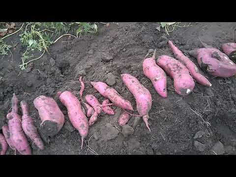 Видео: Когда копать батат. Сбор урожая. When to dig the sweet potato. Harvesting.
