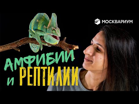 Видео: Амфибии и рептилии Москвариума