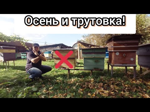 Видео: Внезапно отрутневели пчёлы осенью что делать?  Матка, расплод не поможет уже. Неприятности на пасеке